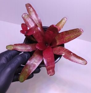 Neoregelia Red Waif
