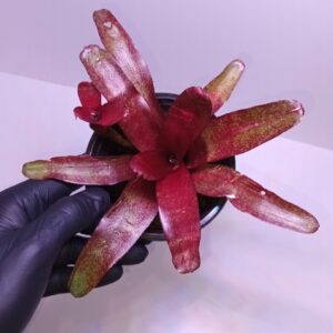 Neoregelia Red Waif
