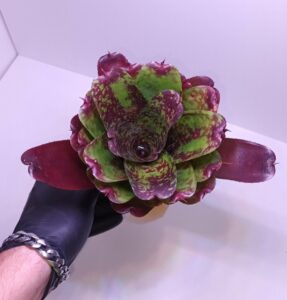 Neoregelia Super Cute