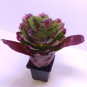 Neoregelia Super Cute