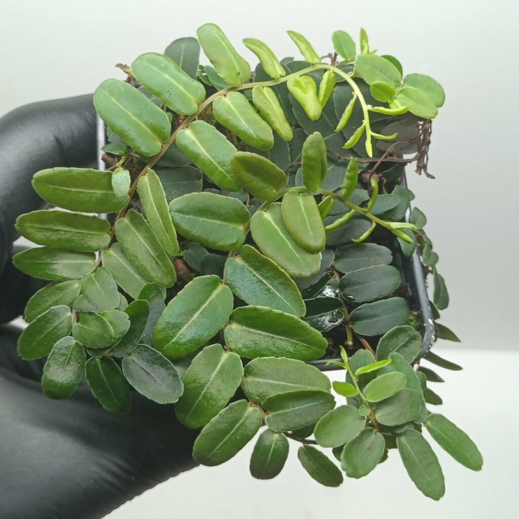 Marcgravia umbellata