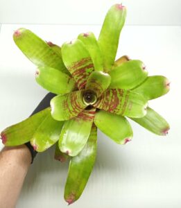Neoregelia Fishnet