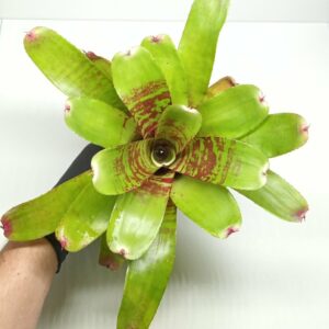 Neoregelia Fishnet
