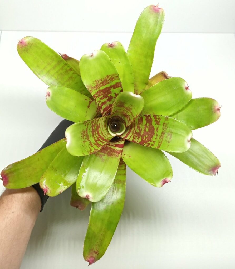 Neoregelia Fishnet