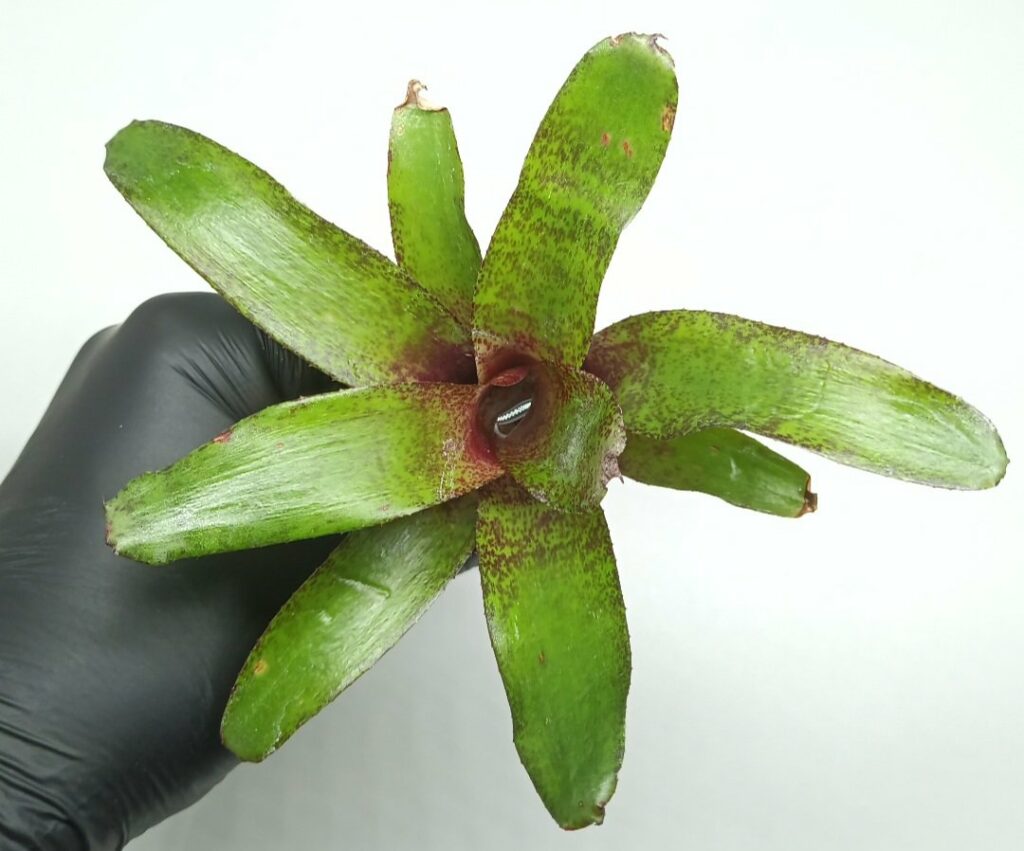 Neoregelia Red Waif