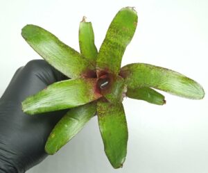 Neoregelia Red Waif