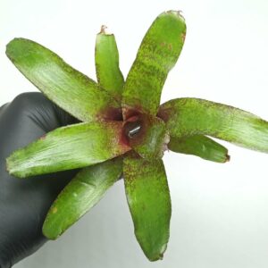 Neoregelia Red Waif