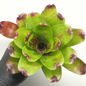 Neoregelia Super Cute