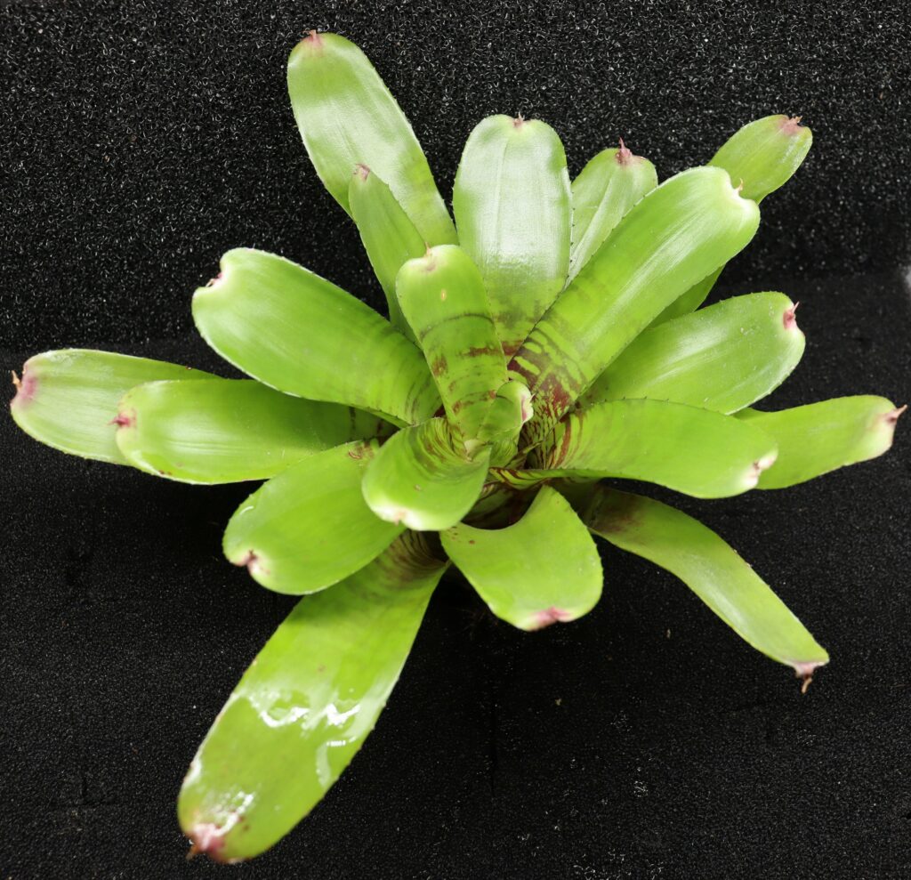 Neoregelia Fishnet