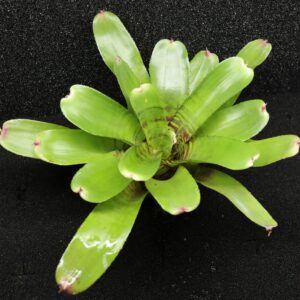 Neoregelia Fishnet