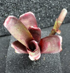 Neoregelia Dartanion