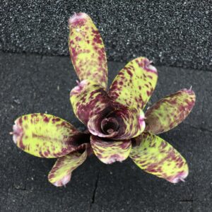 Neoregelia Caviar