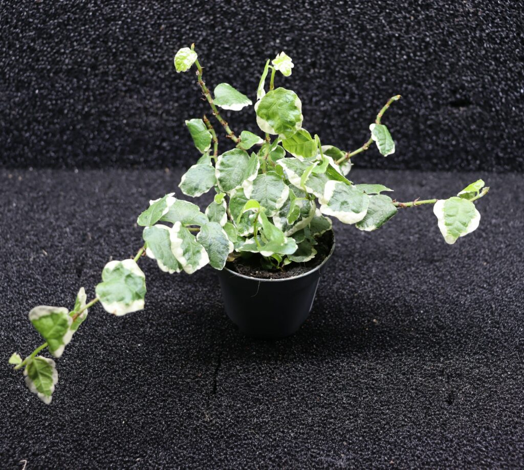 Ficus Pumila White Sunny