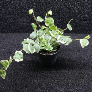 Ficus Pumila White Sunny