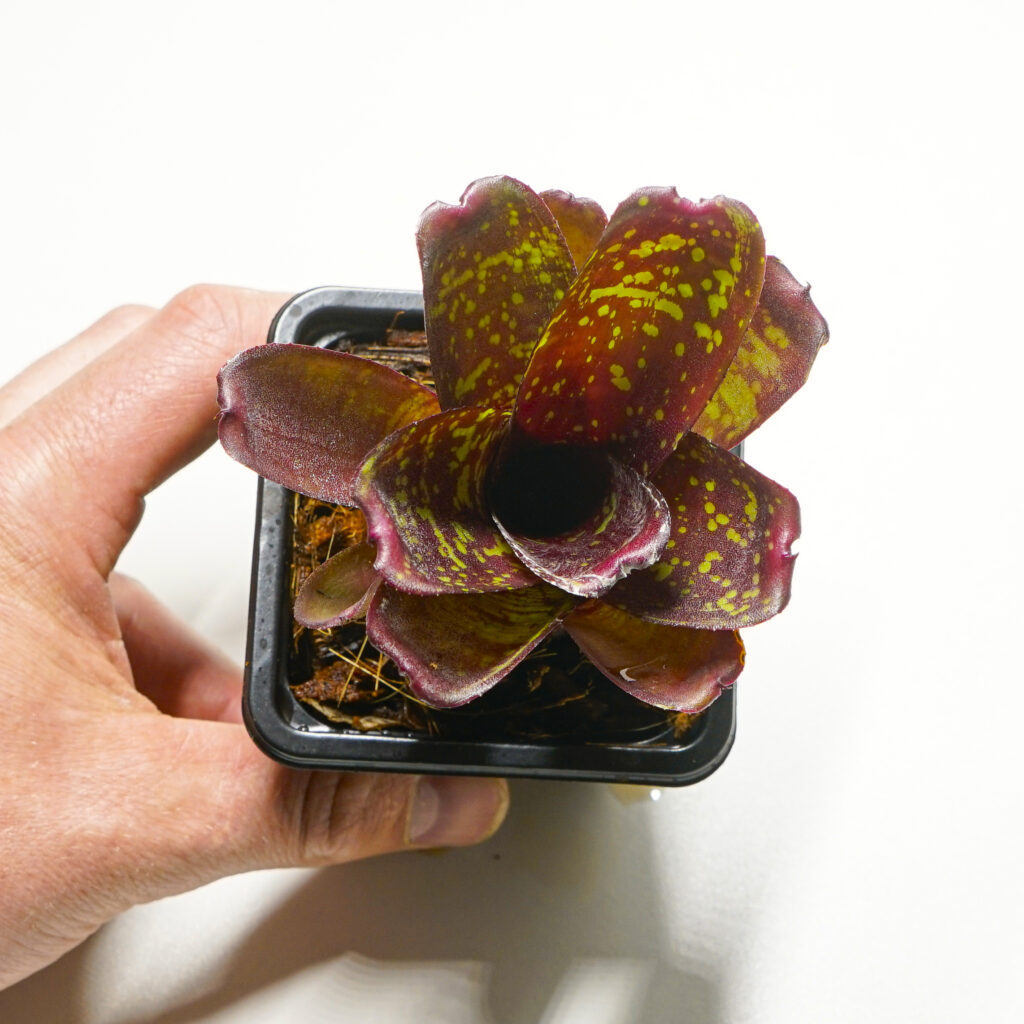 Neoregelia Dartanion