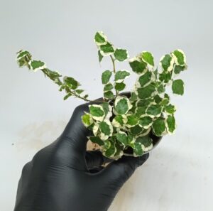 Ficus Pumila White Sunny