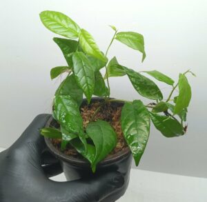 Ficus sagittata