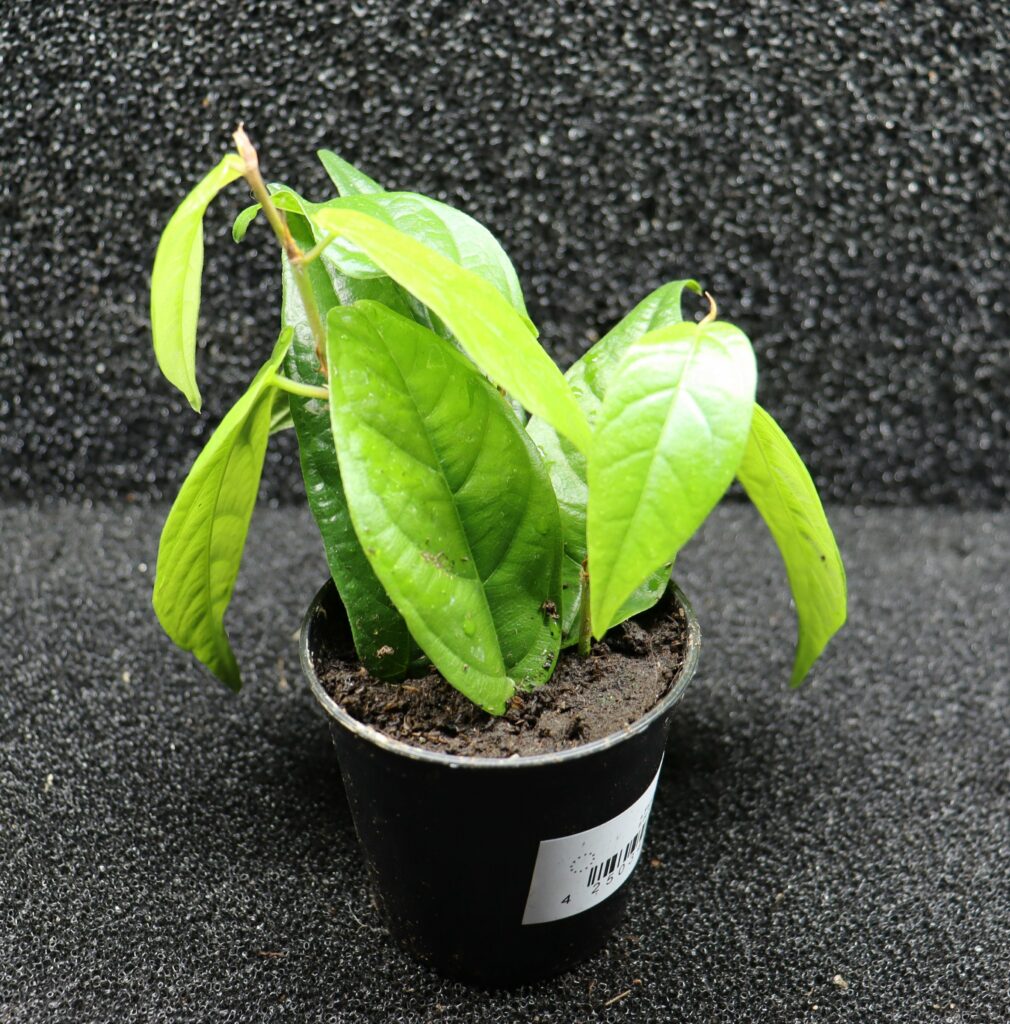 Ficus sagittata