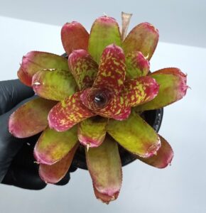 Neoregelia Wild Tiger