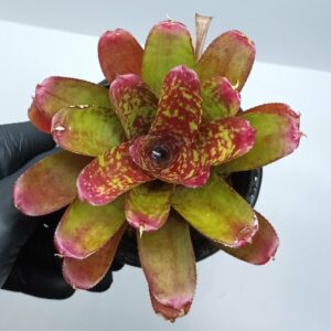 Neoregelia Wild Tiger