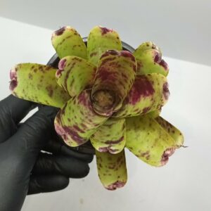 Neoregelia Smithii lilliputeana
