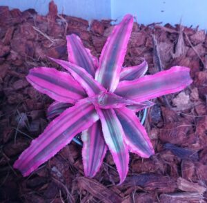 Cryptanthus bivittatus