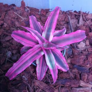 Cryptanthus bivittatus