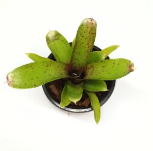 Neoregelia Elfi