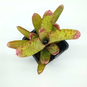 Neoregelia Wild Tiger