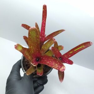 Neoregelia Ruby Throat