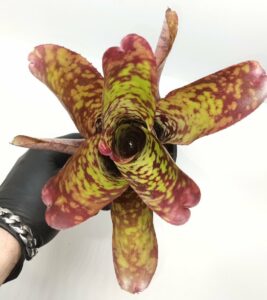 Neoregelia Tequila