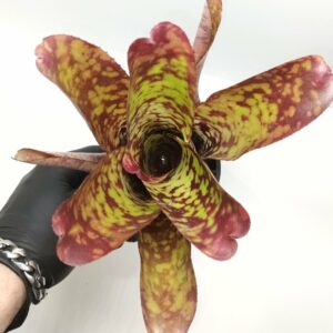 Neoregelia Tequila