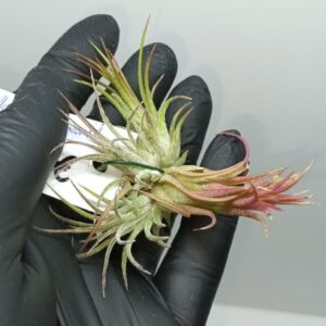 Tillandsia ionantha var. Fuego