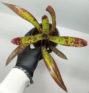 Neoregelia Animal Cracker's