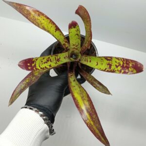 Neoregelia Animal Cracker's