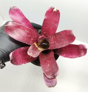Neoregelia Inca x Fireball