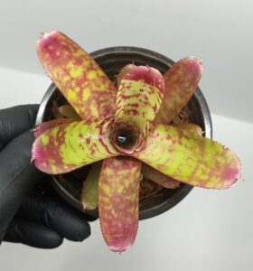 Neoregelia Wild Tiger