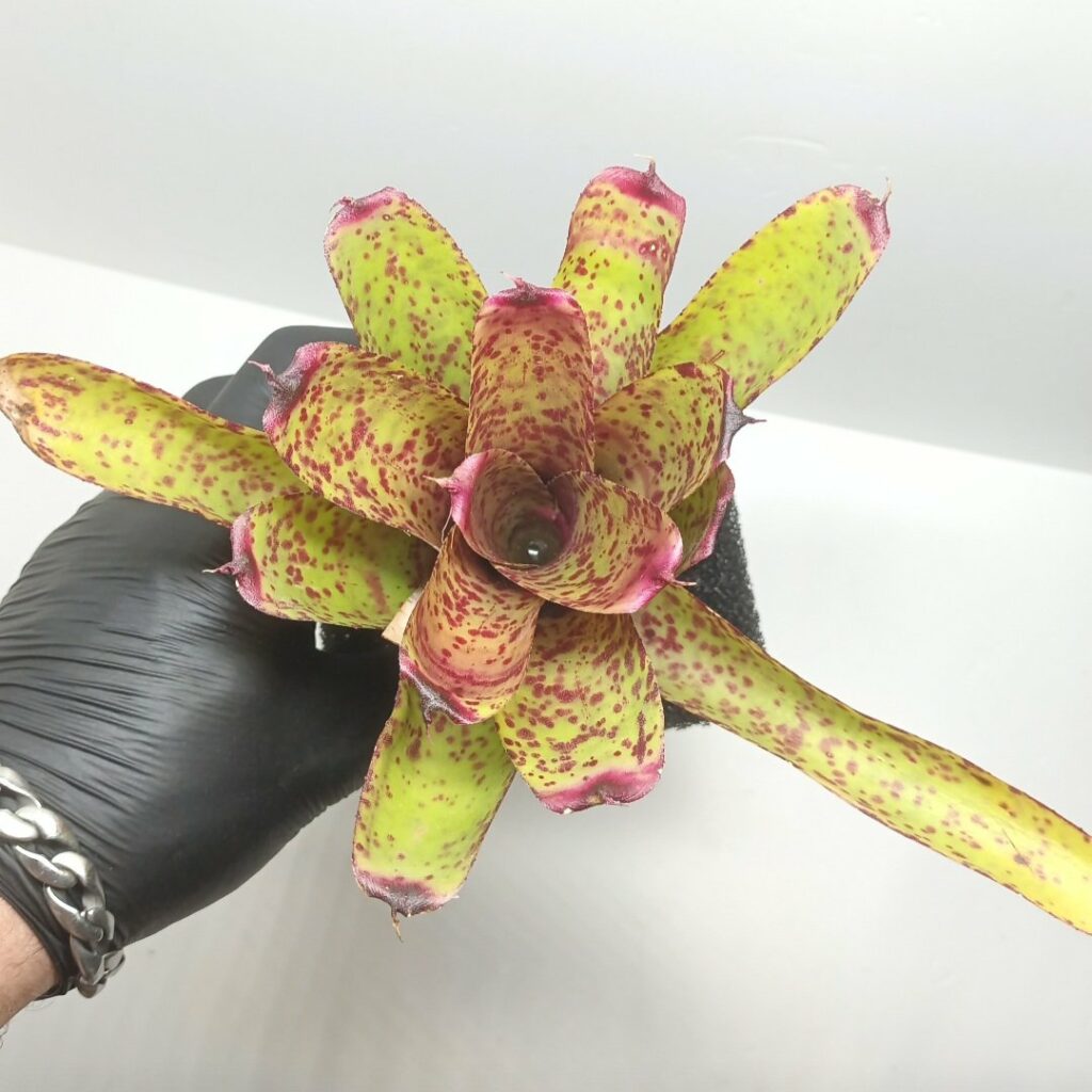 Neoregelia Guinea