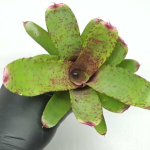 Neoregelia Guinea