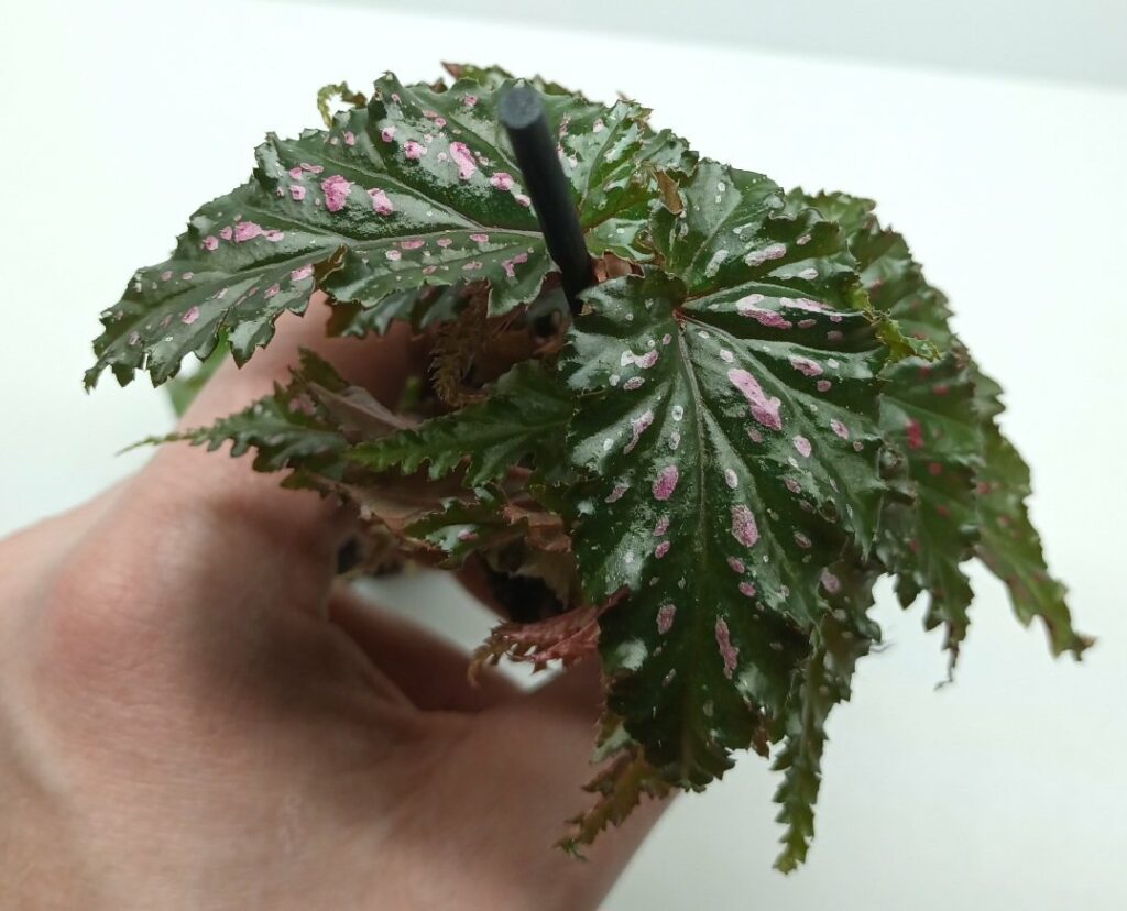 Begonia maculata "Pink spot"