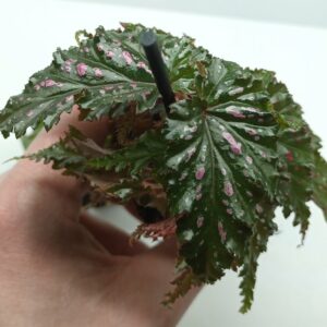 Begonia maculata "Pink spot"