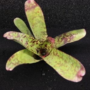 Neoregelia Tequila