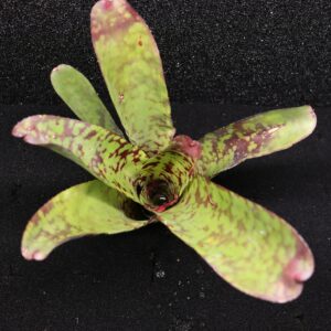 Neoregelia Tequila