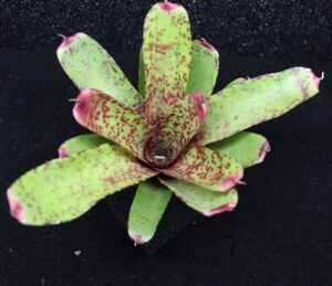 Neoregelia Guinea
