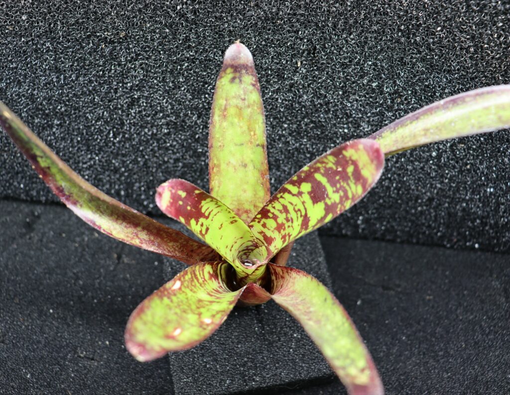 Neoregelia Animal Cracker's
