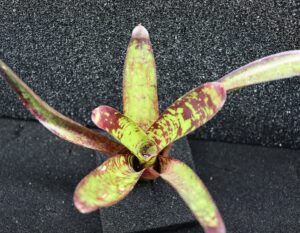Neoregelia Animal Cracker's