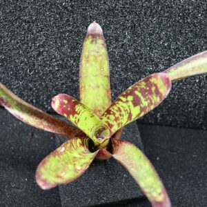 Neoregelia Animal Cracker's