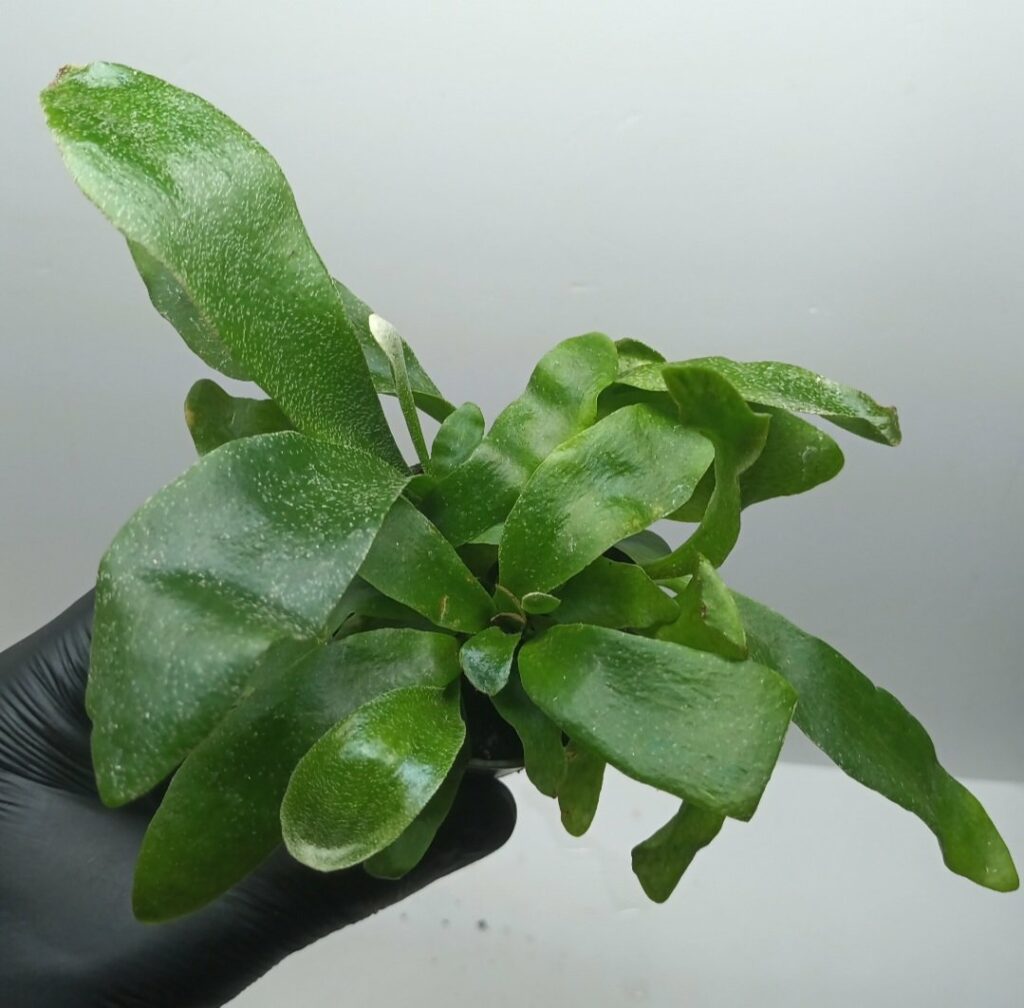 Platycerium Bifurcatum "Fougère corne d'élan"