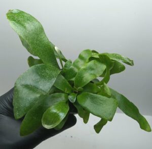 Platycerium Bifurcatum "Fougère corne d'élan"