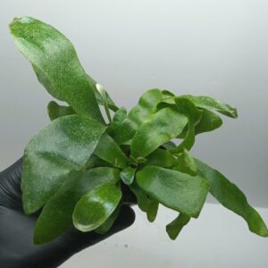 Platycerium Bifurcatum "Fougère corne d'élan"